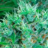 Семена конопли недорого Auto Kali Mist feminised Ganja Seeds