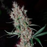 Заказать Auto Kali Mist feminised Ganja Seeds