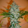 Семена конопли Auto Kali Mist feminised Ganja Seeds