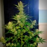 Семена конопли Auto Glueberry O.G. feminised GanjaLiveSeeds