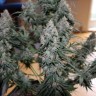 заказать качественные семена конопли Auto Blueberry feminised Ganja Live Seeds