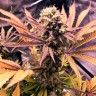 автоцветущие семена конопли Auto Blueberry feminised Ganja Live Seeds