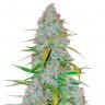 Семена каннабиса Auto Snow Queen feminised Ganja Seeds