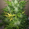 Семена конопли Auto UK Cheese feminised Ganja Seeds
