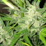 Семена марихуаны Auto UK Cheese feminised Ganja Seeds