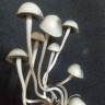 псилоцибиновые споры купить Panaeolus BVI
