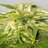 семена конопли феминизированные Auto Bubble Gum feminised Ganja Live Seeds