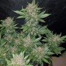 автоцветущие семена конопли дарк девил Auto Dark Devil feminised Ganja Live Seeds