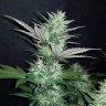 феминизированные семена конопли недорого Auto Dark Devil feminised Ganja Live Seeds