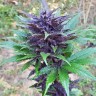 качественные семена конопли Auto Dark Devil feminised Ganja Live Seeds
