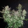 семена конопли оптом Auto Dark Devil feminised Ganja Live Seeds