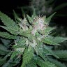 автоцветущие семена конопли дарк девил Auto Dark Devil feminised Ganja Live Seeds