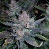 семена конопли недорого Auto Dark Devil feminised Ganja Live Seeds