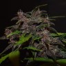 Семена каннабиса Auto Blackberry Kush feminised Ganja Seeds