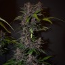 Семена конопли оптом Auto Blackberry Kush feminised Ganja Seeds