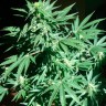 Семена марихуаны недорого Auto AK feminised GanjaLiveSeeds