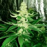 Семена конопли Auto AK feminised GanjaLiveSeeds