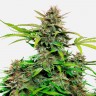 Семена марихуаны Auto Snow Queen feminised GanjaLiveSeeds