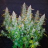 Семена конопли Auto Snow Queen feminised GanjaLiveSeeds