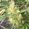 семена конопли наложенным платежом Auto Cheese feminised Ganja Live Seeds