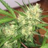 где заказать семена конопли Auto Cheese feminised Ganja Live Seeds