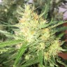 семена конопли в оригинальных упаковках Auto Cheese feminised Ganja Live Seeds