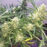 заказать качественные семена конопли Auto Cheese feminised Ganja Live Seeds