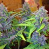 семена конопли Auto LSD feminised Ganja Live Seeds