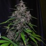 качественные семена конопли Auto LSD feminised Ganja Live Seeds