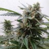 Семена конопли Auto Magnum feminised Ganja Seeds