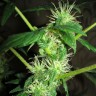 Семена конопли Auto Big Bang feminised GanjaLiveSeeds