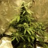 Качественные семена конопли Auto Big Bang feminised GanjaLiveSeeds