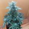 Качественные семена марихуаны Auto Big Bang feminised GanjaLiveSeeds