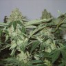 купить семена конопли f1 в оригинальной упаковке White Widow regular