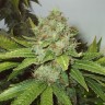 купить семена конопли Киев White Widow regular
