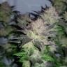 купить семена конопли Auto Critical Plus feminised Ganja Live Seeds