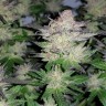 семена конопли Киев Auto Critical Plus feminised Ganja Live Seeds