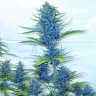 Качественные семена конопли Blue feminised Ganja Seeds