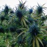 Недорогие семена конопли Blue feminised Ganja Seeds