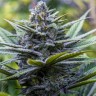 Купить семена конопли Blue feminised Ganja Seeds