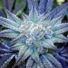 Недорогие семена конопли Blue feminised Ganja Seeds