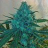 Фотопериодные сорта конопли Blue feminised Ganja Seeds
