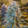 Семена конопли Blue feminised Ganja Seeds