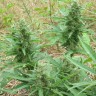 Семена марихуаны Auto Blue Amnesia feminised Ganja Seeds