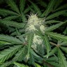 Заказать семена марихуаны Auto Blue Amnesia feminised Ganja Seeds