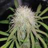Автофем Auto Blue Amnesia feminised Ganja Seeds
