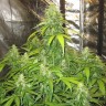 Семена конопли AK feminised GanjaLiveSeeds