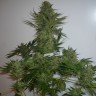 Семена каннабиса AK feminised GanjaLiveSeeds