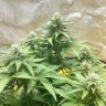 семена конопли скороспелый купить Auto Diesel feminised Ganja Live Seeds
