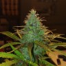 семена конопли гидропоники Auto Diesel feminised Ganja Live Seeds